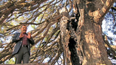 Dilek mumu, 800 yıllık ağacı yaktı