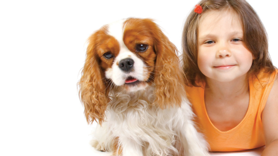 Köpekler kalpten kediler böbrekten şikayetçi