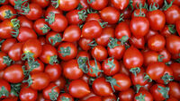 Rusya'dan beklenen domates müjdesi geldi