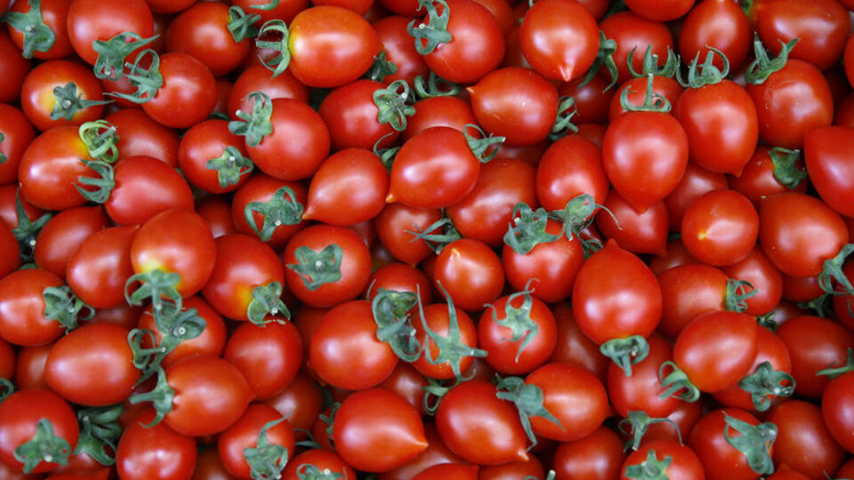 Rusya'dan beklenen domates müjdesi geldi