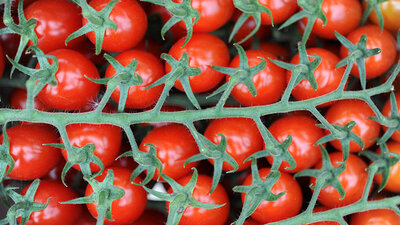 "Rusya'nın 50 bin tonluk domates açıklaması, yarım elma gönül alma gibi"