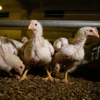 Türkiye 'kanatlanmaya' hazır