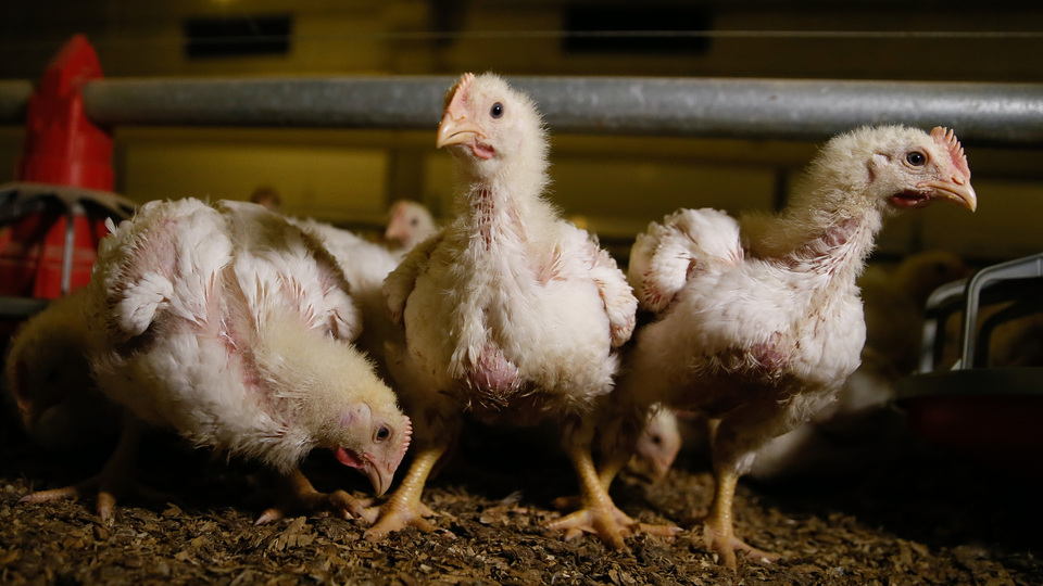 Türkiye 'kanatlanmaya' hazır