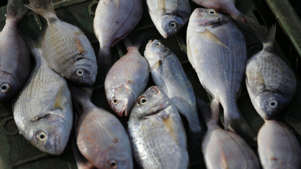 Mutluluğun sırrı balıkta mı gizli?