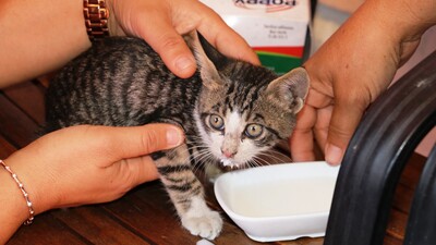 Mahsur kalan yavru kedi, cep telefonundaki kedi sesi sayesinde kurtarıldı