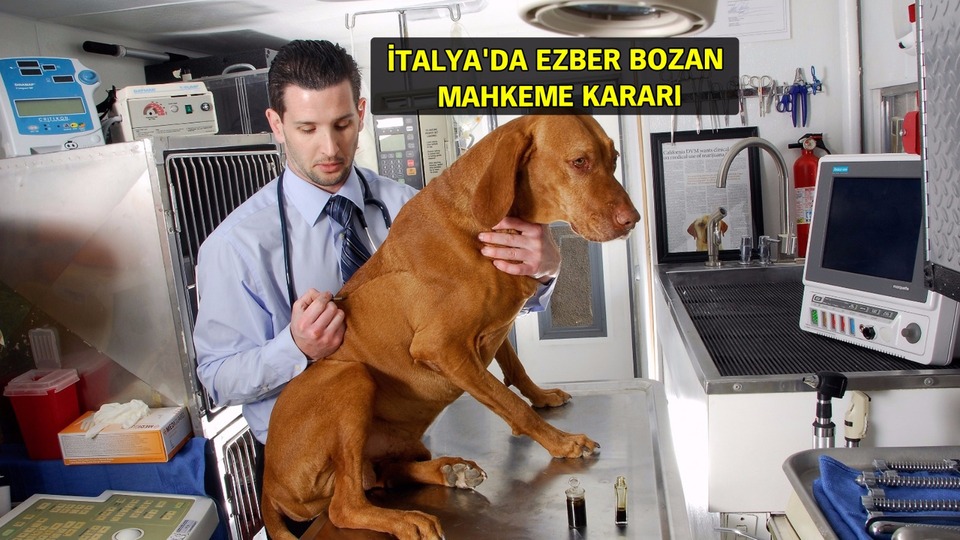 Hasta köpek izni!