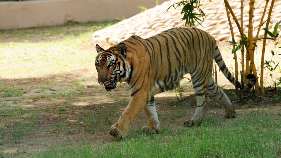 İnsan yiyen kaplan aranıyor!