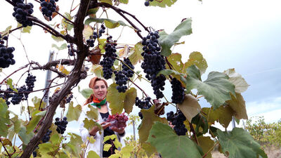 'Milli içecek' olacaklar!