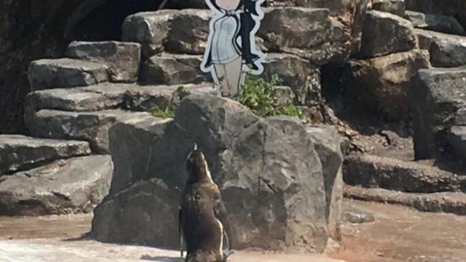 Terk edilince depresyona giren penguen Grape-kun hayatını kaybetti