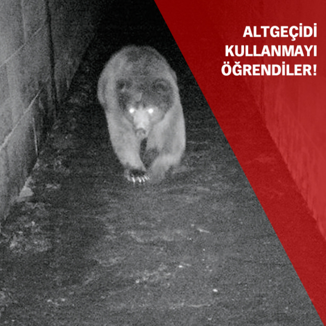 Yolunu bulan ayı sevinci!