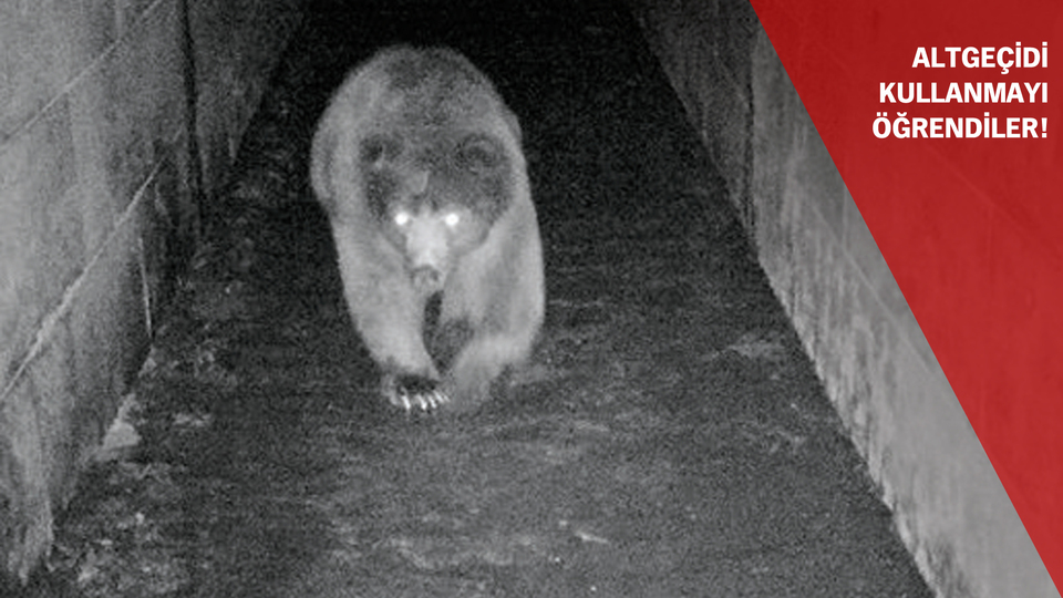 Yolunu bulan ayı sevinci!