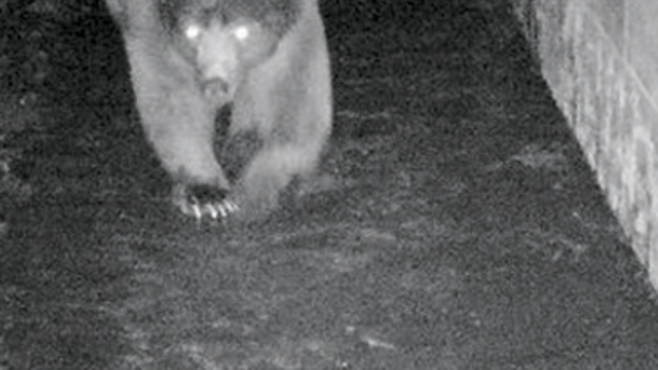 Altgeçidi kullanmayı öğrendiler