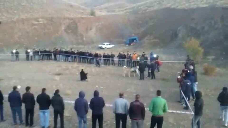 Bahisle köpek dövüşüne jandarma baskını