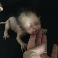 Sosyal medyayı ikiye ayırdı, gerçek mi değil mi?