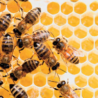 Arıdan gelen şifa kaynağı: Propolis