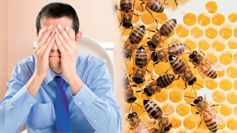 Arıdan gelen şifa kaynağı: Propolis