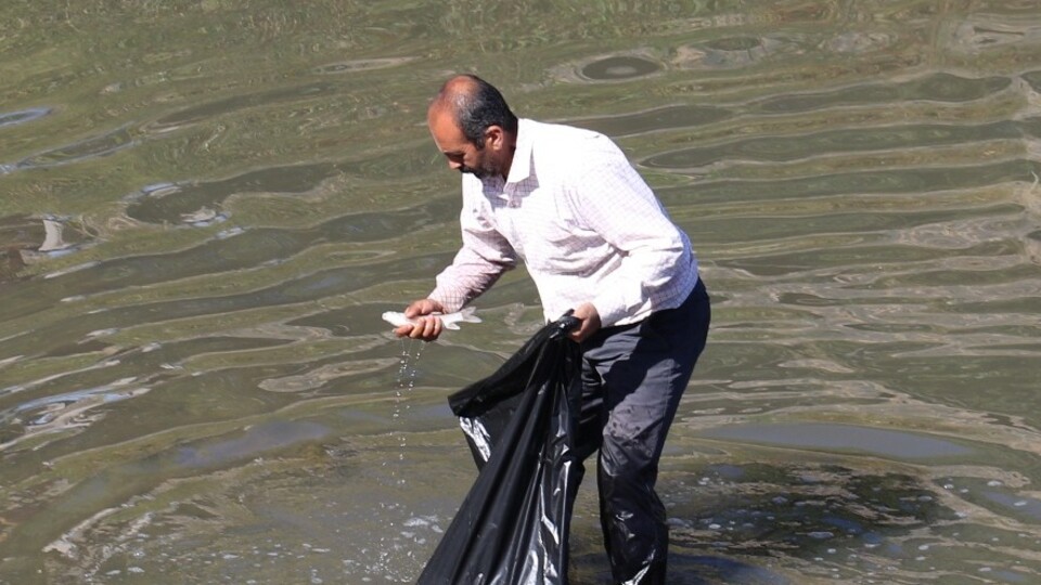 Dicle'de toplu balık ölümleri