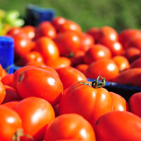 Güve gitti, fiyat uçtu!