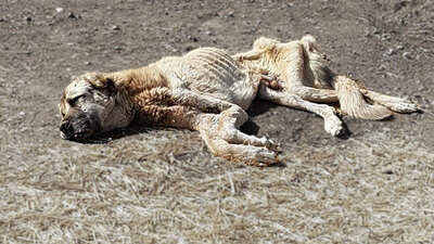 Yer: Sivas! Son anda hayata döndürdüler!
