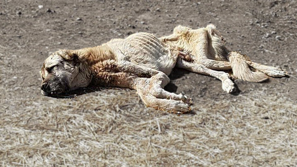 Yer: Sivas! Son anda hayata döndürdüler!