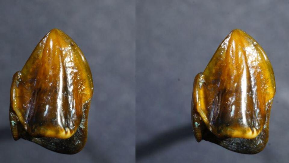 İnsanlık tarihi yeniden yazılabilir: 9,7 milyon yıllık diş bulundu!