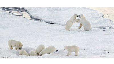 Kutup ayıları köylerini kuşattı, ahali kurtarılmayı bekliyor!