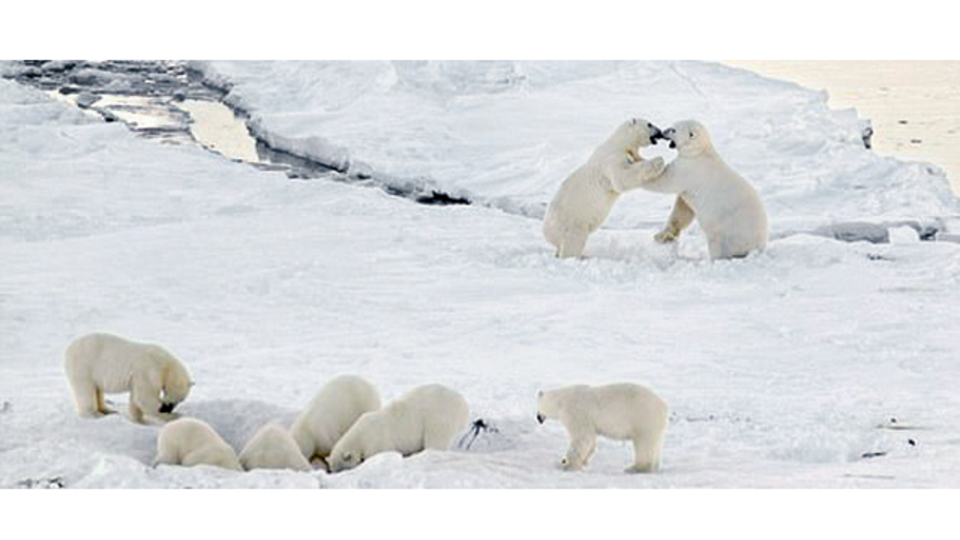 Kutup ayıları köylerini kuşattı, ahali kurtarılmayı bekliyor!