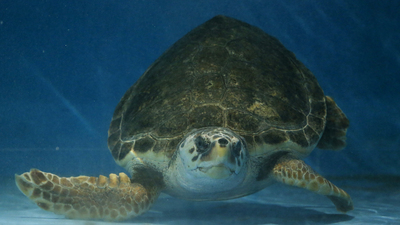 Caretta "Dilek" 3 yıl sonra denize kavuştu