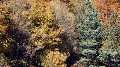 Sarının bütün tonları burada! Sonbaharda ziyaretçi akınına uğruyor