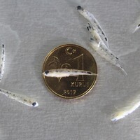 Türk bilim insanları keşfetti: 1 kuruş boyutunda balık