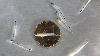 Türk bilim insanları keşfetti: 1 kuruş boyutunda balık