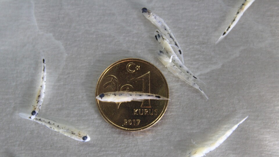 Türk bilim insanları keşfetti: 1 kuruş boyutunda balık