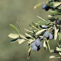 Artık Japonlar da yiyecek