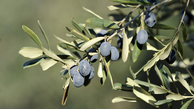 Artık Japonlar da yiyecek