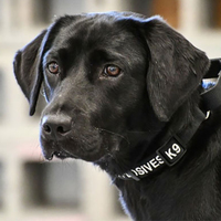 Sempatikliği işinden etti, CIA Lulu'yu işten çıkardı