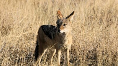 Tarım sigortasında 'çakal' sorunu