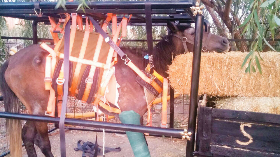 Fayton atının koruyucu meleği!