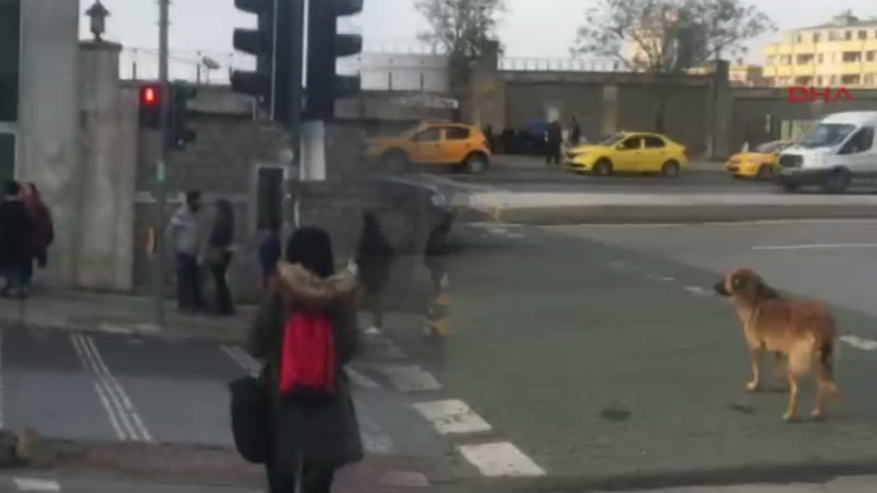 Köpek yeşil ışığı bekledi, yayalar kırmızıda geçti