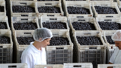 "Gemlik zeytini" Katar yolcusu