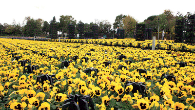 Kentin 'süsü' Yalova'dan