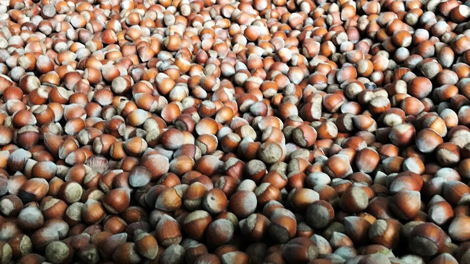 Türkiye iki ayda 66 bin ton fındık ihraç etti