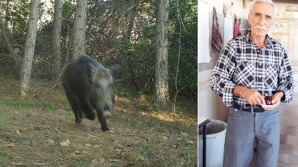 'Asıl suçlu domuzlar' dedi, cezası iptal edildi