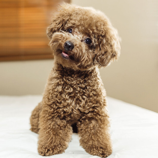 Köpeğe duyulan şefkat, insana duyulandan fazla!
