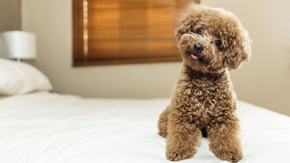 Köpeğe duyulan şefkat, insana duyulandan fazla!
