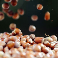 Fındığın mucizevi faydaları!