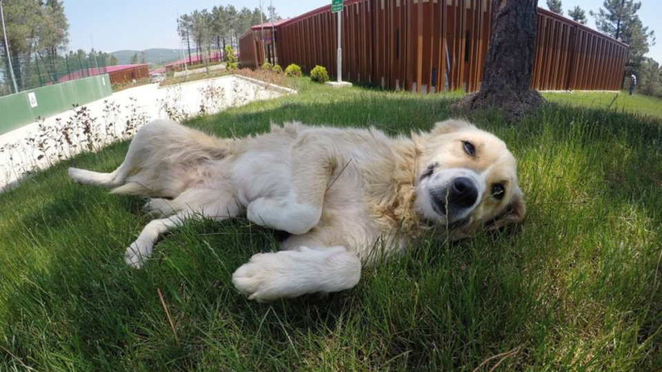 Yeni bakımevi ve gömü alanı