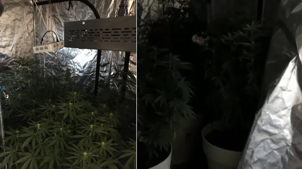 Dairede "uyuşturucu serası"