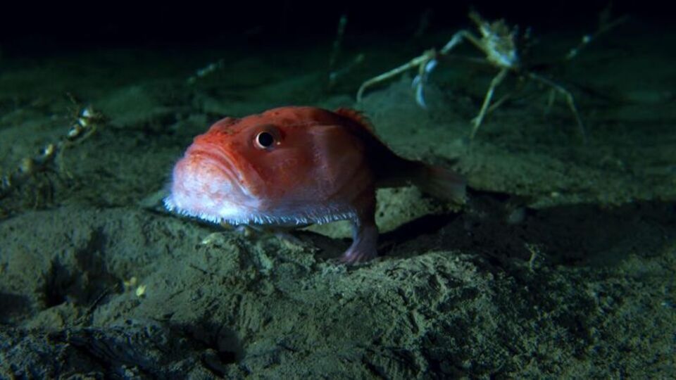 Yürüyen bir balık daha keşfedildi!