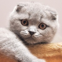 Emsal karar ve normalleşmeye giden yol