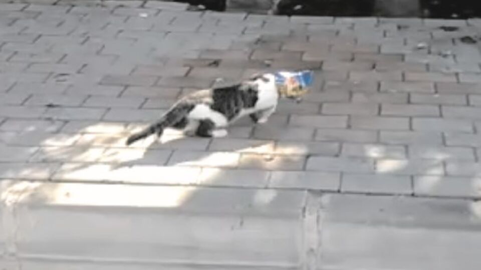 Yoldan geçen vatandaş fark etti!